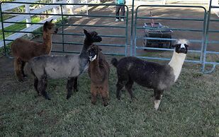@ Marbella Lane - Alpaca Farm House l Pool