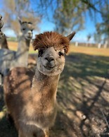 @ Marbella Lane - Alpaca Farm House l Pool