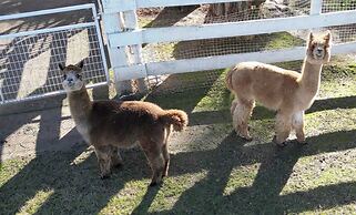 @ Marbella Lane - Alpaca Farm House l Pool