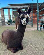 @ Marbella Lane - Alpaca Farm House l Pool