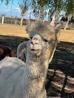 @ Marbella Lane - Alpaca Farm House l Pool