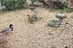 Quackers-seaside Village-pet Friendly-parking-