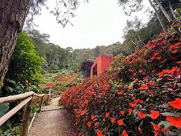 Finca Montaña Magica