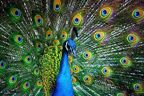 @ Marbella Lane - Pōmaika'i Ocean Love Paradise