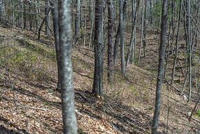 Heart Soul Log Cabin Sanctuary w Walking Trails
