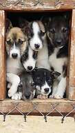 Holmen Husky AS