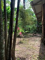 amazonian oropendola tambopata