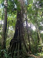 amazonian oropendola tambopata