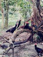 Eco Sítio o Labirinto do Fauno