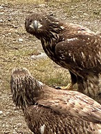 Paradise Suites Eagles Nest Apt C