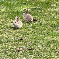 Paradise Suites Eagles Nest Apt C