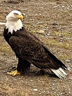 Paradise Suites Eagles Nest Apt C