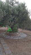 Villa Politimi at Aegina