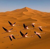 Alan luxury tent Merzouga