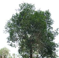 BlueHill Lotus Holistic Wellness Village