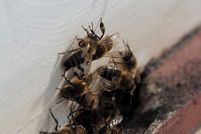 Candlelight Country Experience