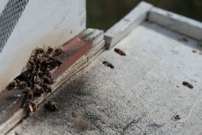 Candlelight Country Experience