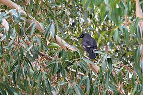 Candlelight Country Experience