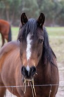 Candlelight Country Experience