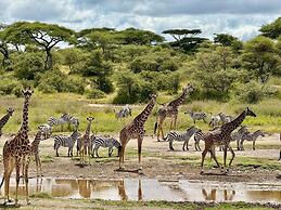 Moyoni Africa Lodge & Tours