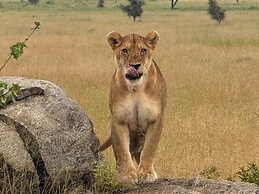 Moyoni Africa Lodge & Tours