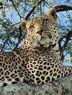 Moyoni Africa Lodge & Tours