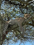 Moyoni Africa Lodge & Tours