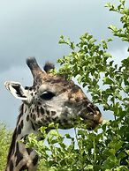 Moyoni Africa Lodge & Tours