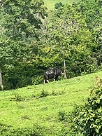 Modern-cozy 2bedrooms Plus 2bathrooms at the Swan Lake Khao Yai Nation