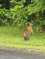 Modern-cozy 2bedrooms Plus 2bathrooms at the Swan Lake Khao Yai Nation