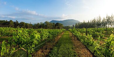 Village Farm & Winery