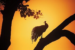 Coorg Wild Walk- CGH Earth Saha