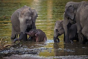 Coorg Wild Walk- CGH Earth Saha