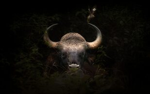 Coorg Wild Walk- CGH Earth Saha