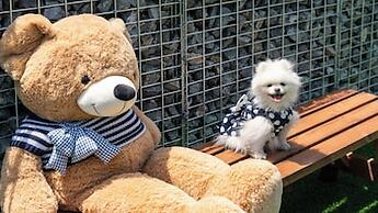 Hongcheon Lucky Dog Pension