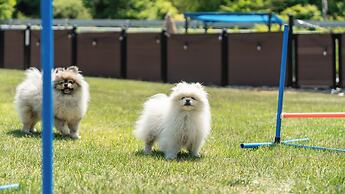 Hongcheon Lucky Dog Pension
