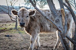 Olive Ranch House