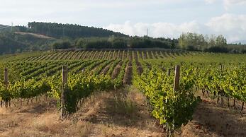 Tranca da Barriga by Quinta De São Tiago