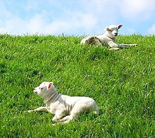 Bungalow in Texel Near Beach & Forest