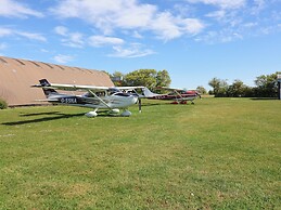 Oak Tree