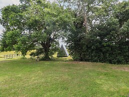 Oak Tree