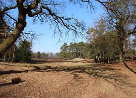 Chalet in Veluwe Near Forest Trails