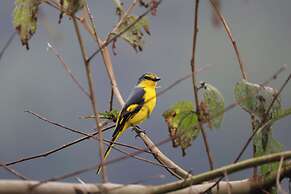 Hornbill Paradise Munnar