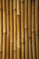 Nysa Forest Sanctuary