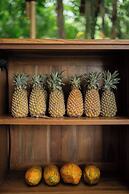 Nysa Forest Sanctuary