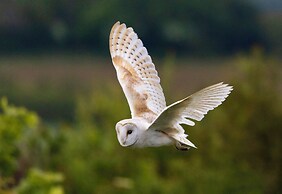 Owl Lodge