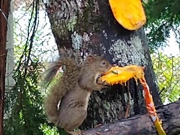 Chalé Aroma da Serra
