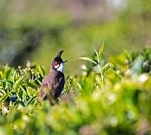 Teanest Nightingale - Nature Resorts
