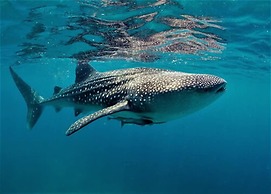 Vida Homes Condo Resort