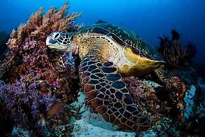 Vida Homes Condo Resort